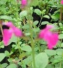 Salvia 'Blush'   2/3L  SOLD OUT