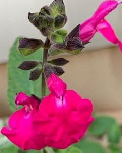 Salvia 'Cerro Potosi'  2L