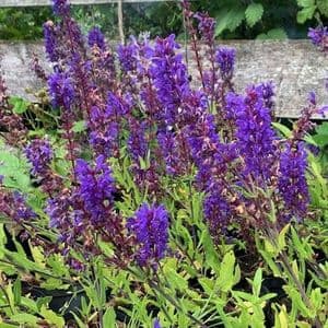 Salvia 'Dark Matter'  (nemerosa)  1L