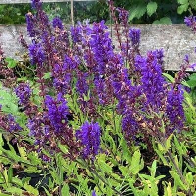 Salvia 'Dark Matter'  (nemerosa)  1L