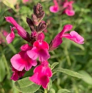 Salvia 'Icing Sugar'  3L  SOLD OUT