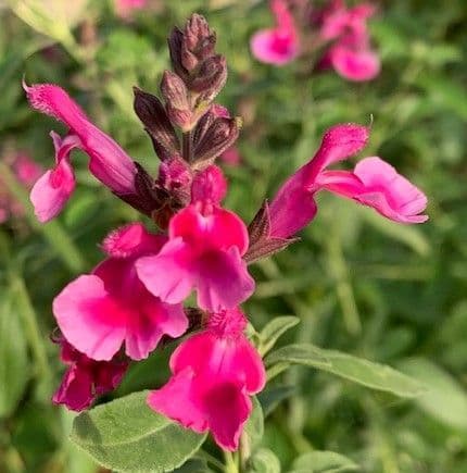 Salvia 'Icing Sugar'  3L  SOLD OUT
