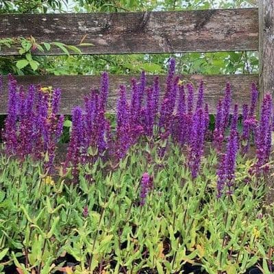 Salvia 'Kate Glenn'  (nemerosa)  1L