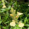Salvia 'Lemon Pie'  9cm