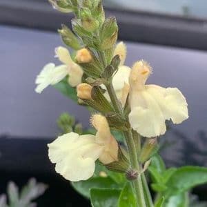 Salvia 'Lemon Pie'  9cm