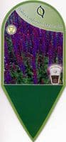 Salvia  'May Night' (nemerosa)  (AGM) 2L