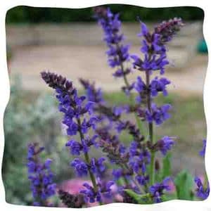 Salvia  'May Night' (nemerosa)  (AGM) 2L