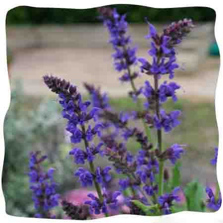 Salvia  'May Night' (nemerosa)  (AGM) 2L