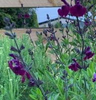 Salvia 'Nachtvlinder'  2L