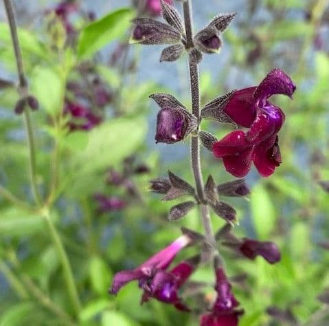 Salvia 'Nachtvlinder'  2L