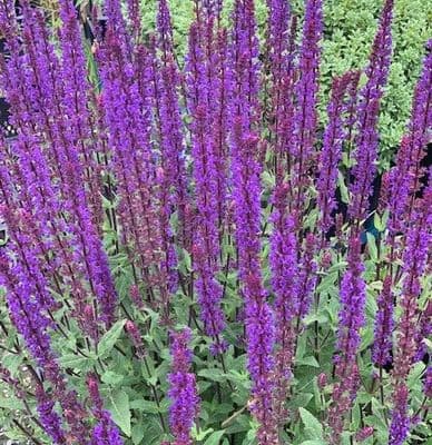 Salvia nemerosa 'Caradonna' 2L