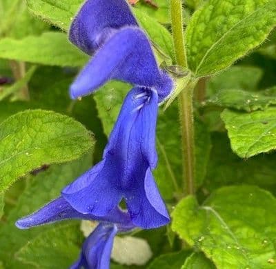 Salvia patens Deep Blue HHP   1L