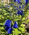 Salvia patens Deep Blue (HHP) 2L