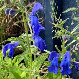 Salvia patens Deep Blue (HHP) 2L