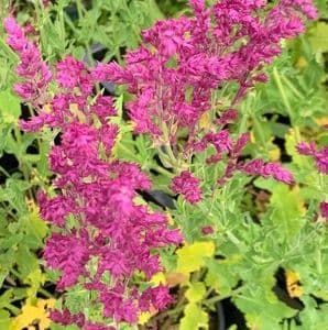 Salvia  'Rosenlicht'  (nemerosa)  2L