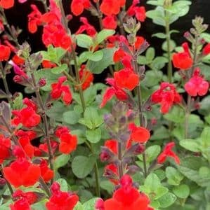 Salvia 'Royal Bumble' 9cm coming soon