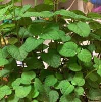 Salvia stolonifera   3L  SOLD OUT