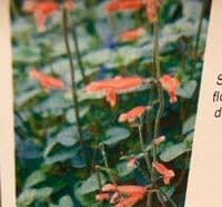 Salvia stolonifera   3L  SOLD OUT