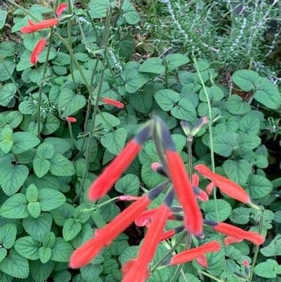 Salvia stolonifera   3L  SOLD OUT