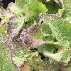 Salvia verticilata 'Smouldering Torches'  2L SOLD OUT