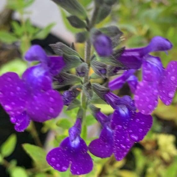Salvia  'Violette de Loire' (xjamensis)    2L  SOLD OUT