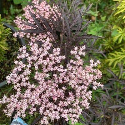 Sambucus nigra 'Black Lace' (elderberry) 45-60cms PBR    4.5L