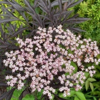 Sambucus nigra 'Black Lace'  PBR    10L 175-2m COLLECTION ONLY