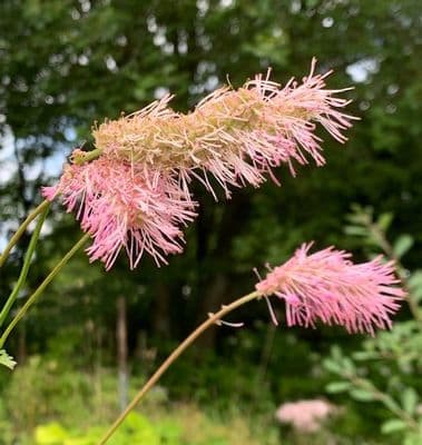 Sanguisorba 'Pink Elephant' (tenuifolia)   9cm   NEW