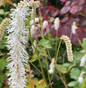 Sanguisorba ten. 'Parviflora'  9cm