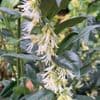 Sarcococca confusa  2L