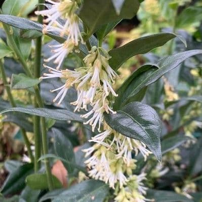 Sarcococca confusa  2L