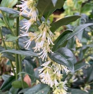 Sarcococca confusa   4.5L