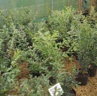 Sarcococca confusa (sweet box, christmas box) 5L  40-50cms
