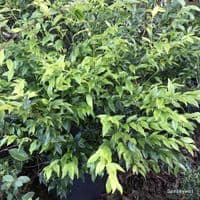 Sarcococca confusa (sweet box, christmas box) 5L  40-50cms