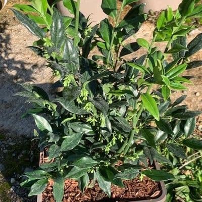 Sarcococca confusa (sweet box, christmas box) 5L  40-50cms