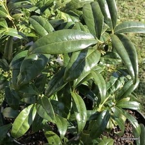 Sarcococca hookeriana humilis  2L