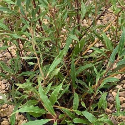 Sarcococca orientalis  5L 60-90cms