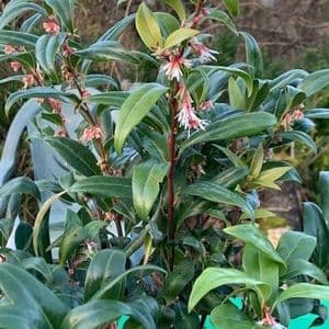 Sarcococca 'Winter Gem'  3L