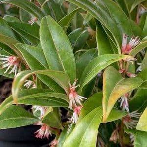 Sarcococca 'Winter Gem'  5L