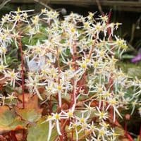 Saxifraga fortunei 'Wada'  2L