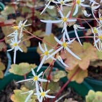 Saxifraga fortunei 'Wada'  2L