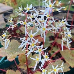 Saxifraga fortunei 'Wada'  2L