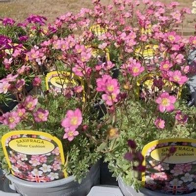 Saxifraga 'Silver Cushion'  1L