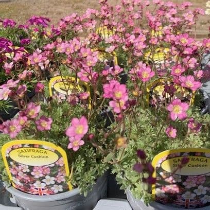 Saxifraga 'Silver Cushion'  1L