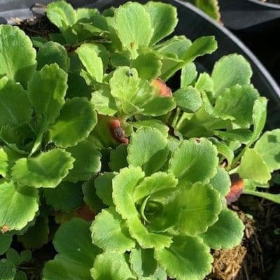 Saxifraga urbium (London Pride)  2L