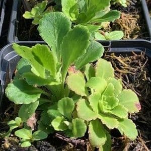 Saxifraga urbium (London Pride) 9cm