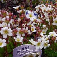Saxifraga 'White Pixie'  1L