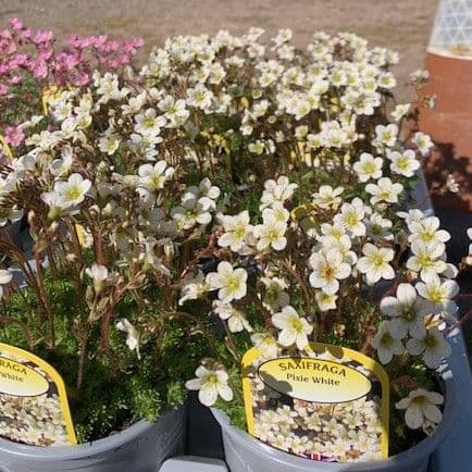 Saxifraga 'White Pixie'  1L