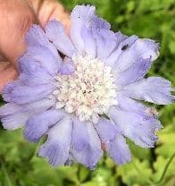 Scabiosa cauc. 'Perfecta'   9cm