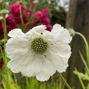 Scabiosa Perfecta Alba  2L